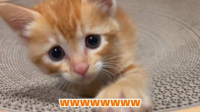 お顔のドアップ