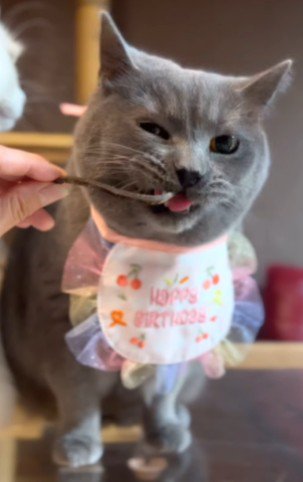 おやつをカミカミする猫