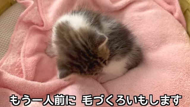 毛づくろいする子猫