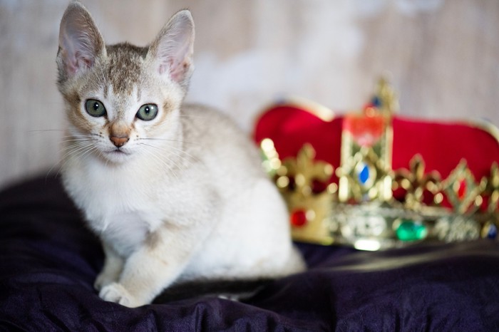王冠の飾りの前に座っているシンガプーラの子猫