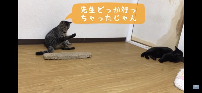 足を伸ばす猫