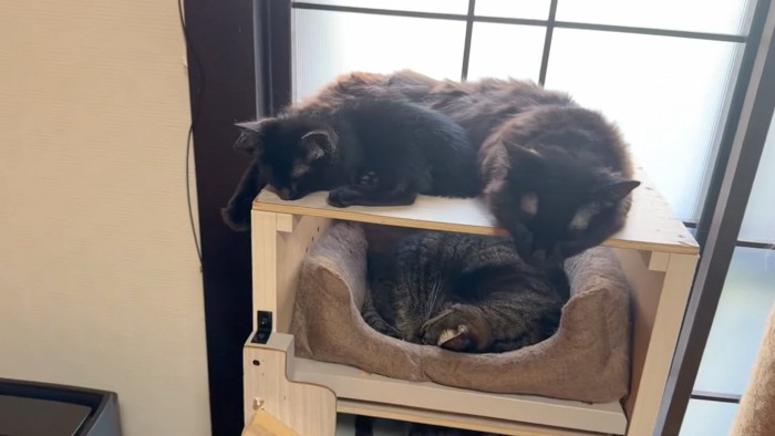 寝ている猫たち
