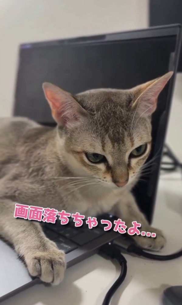 「画面落ちちゃったよ」と書かれた写真