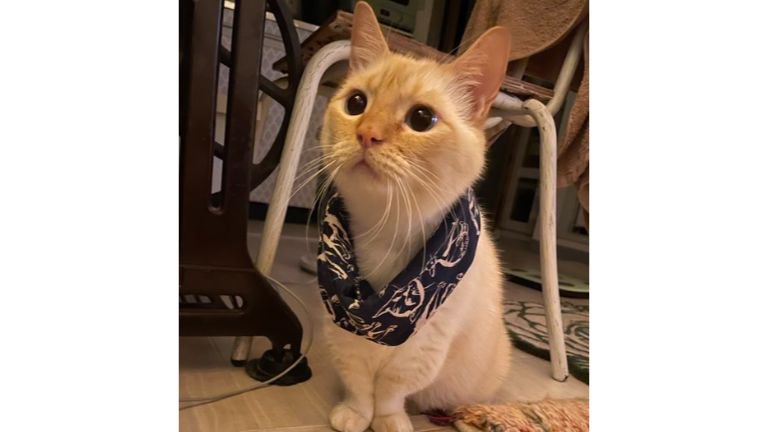 室内にいる猫