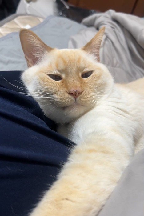 眠そうな猫