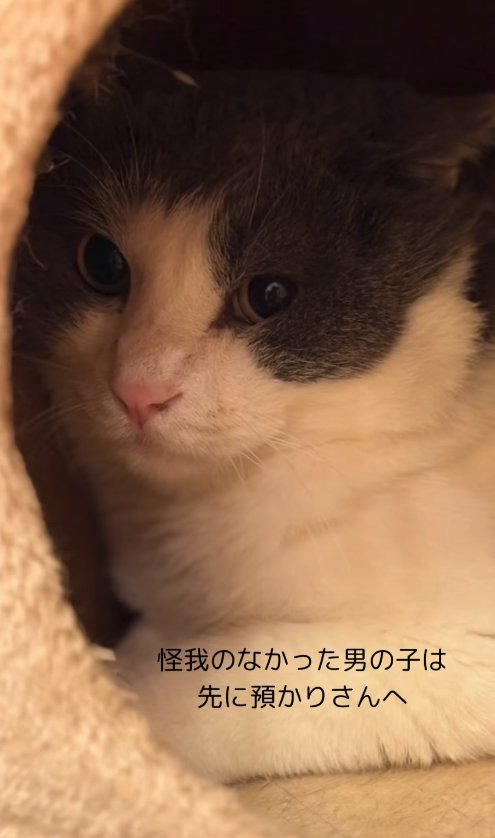 香箱座りしている猫の顔アップ