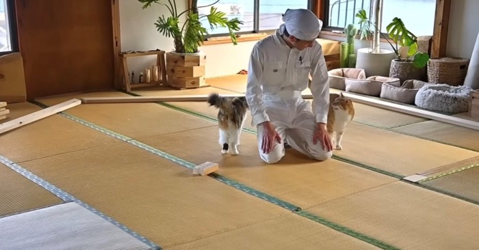 鳴く茶トラ白と長毛猫の後ろ姿