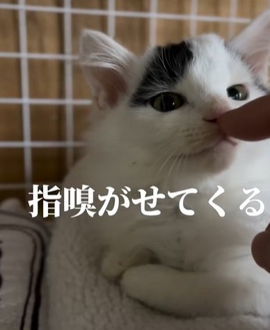 人差し指を嗅ぐ猫「指嗅がせてくる」