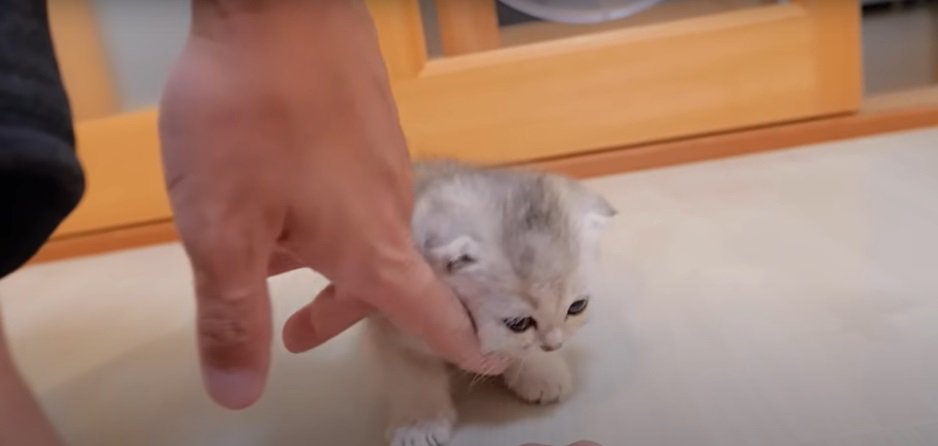 手にすり寄る子猫