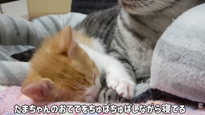 テロップ「たまちゃんのおててを～」