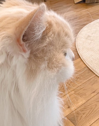 猫の横顔