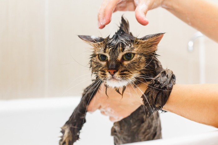 シャンプー中の猫