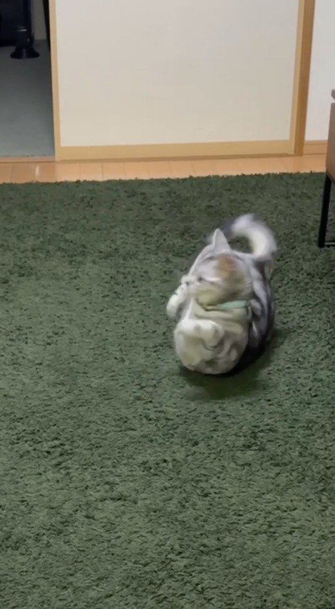 寝転がったまま体を捻る猫