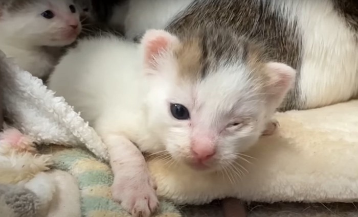 片目が開かない猫