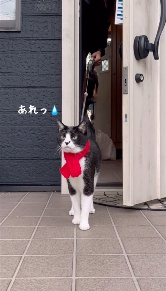 ドアから外へ出る猫1