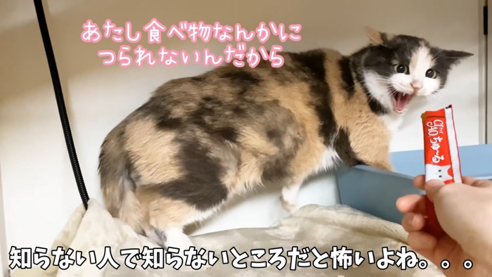 威嚇する猫