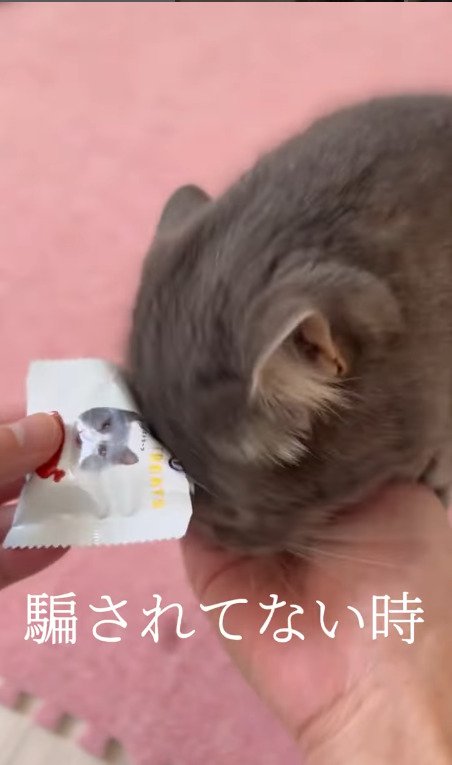 おやつを懸命に食べる猫