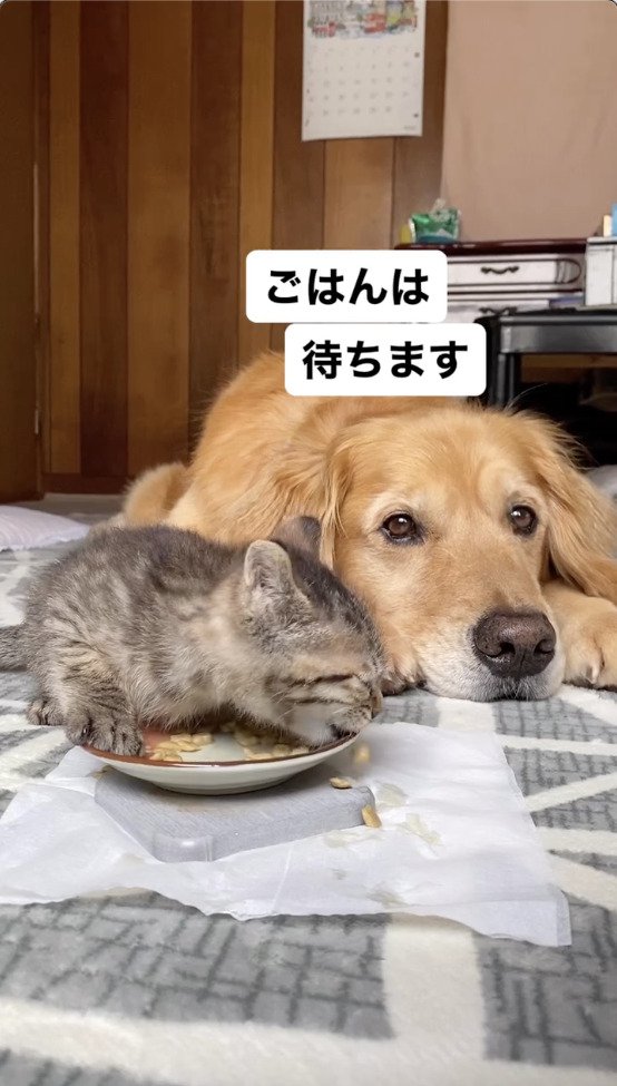 猫の横でご飯を待つ犬