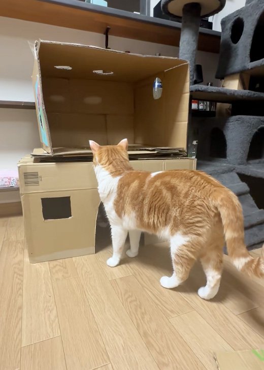 見る猫