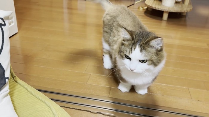 猫ちゃんの立ち姿を正面から捉えた画像
