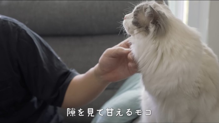 顎の下を撫でられる猫