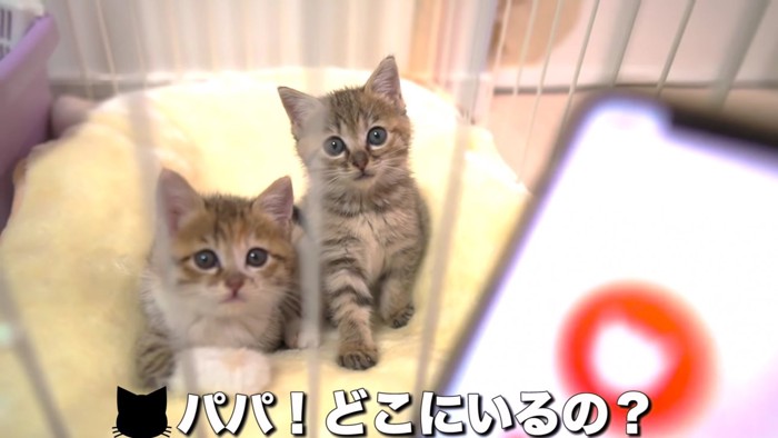 こちらをみる2匹の子猫