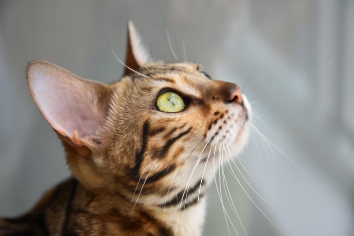 猫の横顔