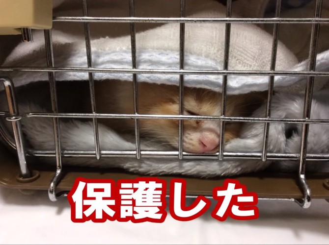 保護された子猫