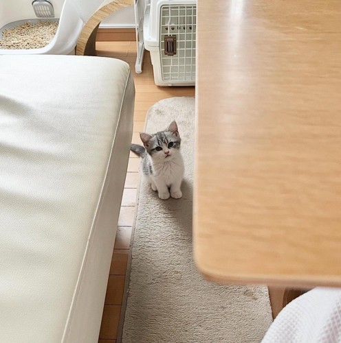 見上げる子猫