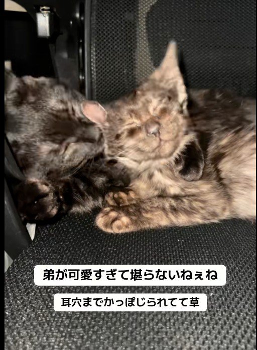 子猫を毛づくろいしている大人の猫