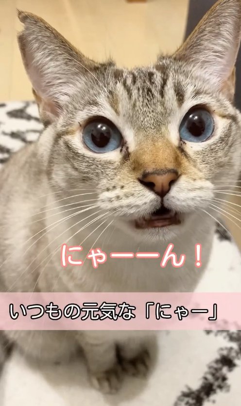 お座りをして口を開けている猫「にゃーーん！」