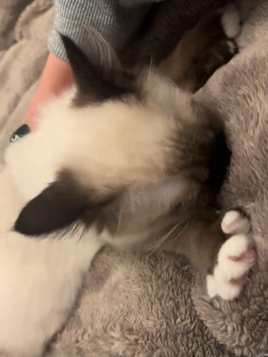 毛布に顔をつける子猫