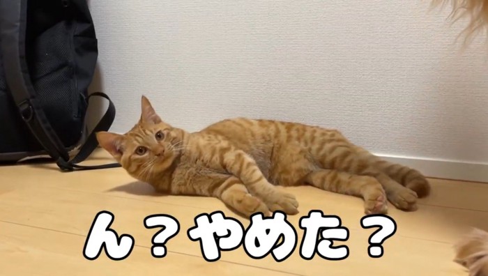 寝てる茶トラ猫