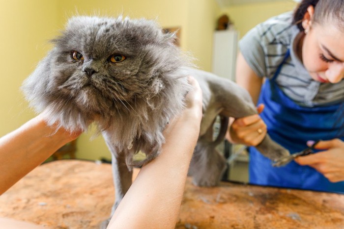 お手入れされる猫