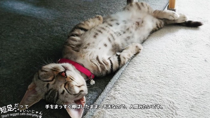 仰向けで前足を伸ばす猫