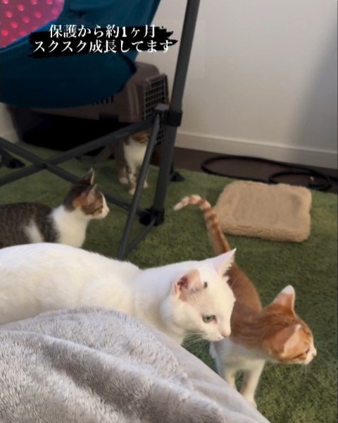 白猫と子猫