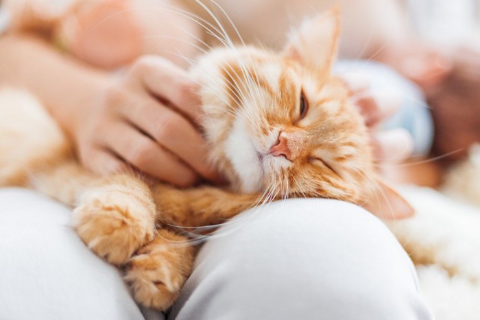 撫でられて気持ちよさそうな猫