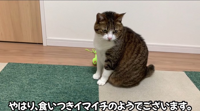 座っている猫