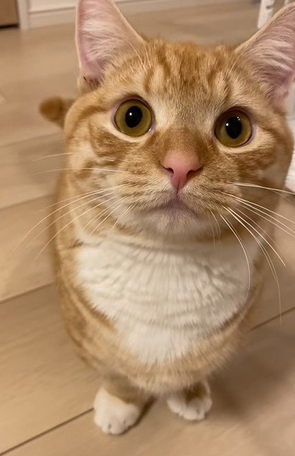 正面を向く猫