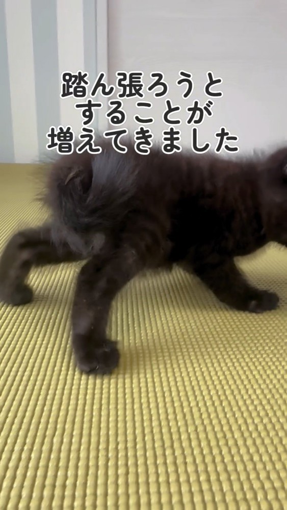 踏ん張って立つ黒猫