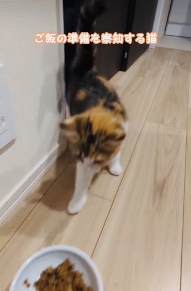 ごはんのもとに向かうスコティッシュフォールド