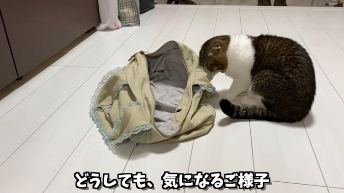 カバンのニオイを嗅ぐ猫