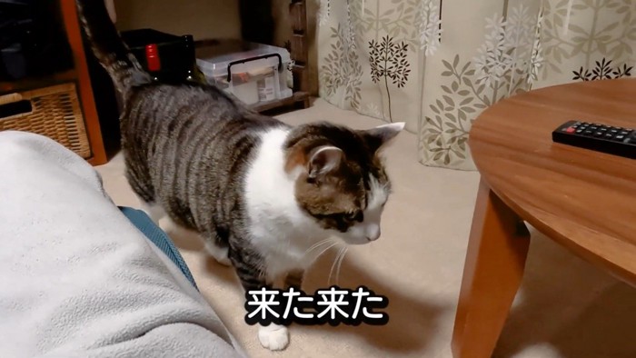 こちらに向かってくる猫