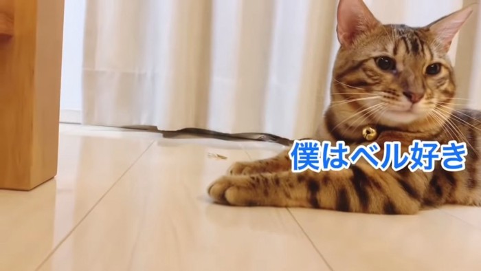 伏せをする猫