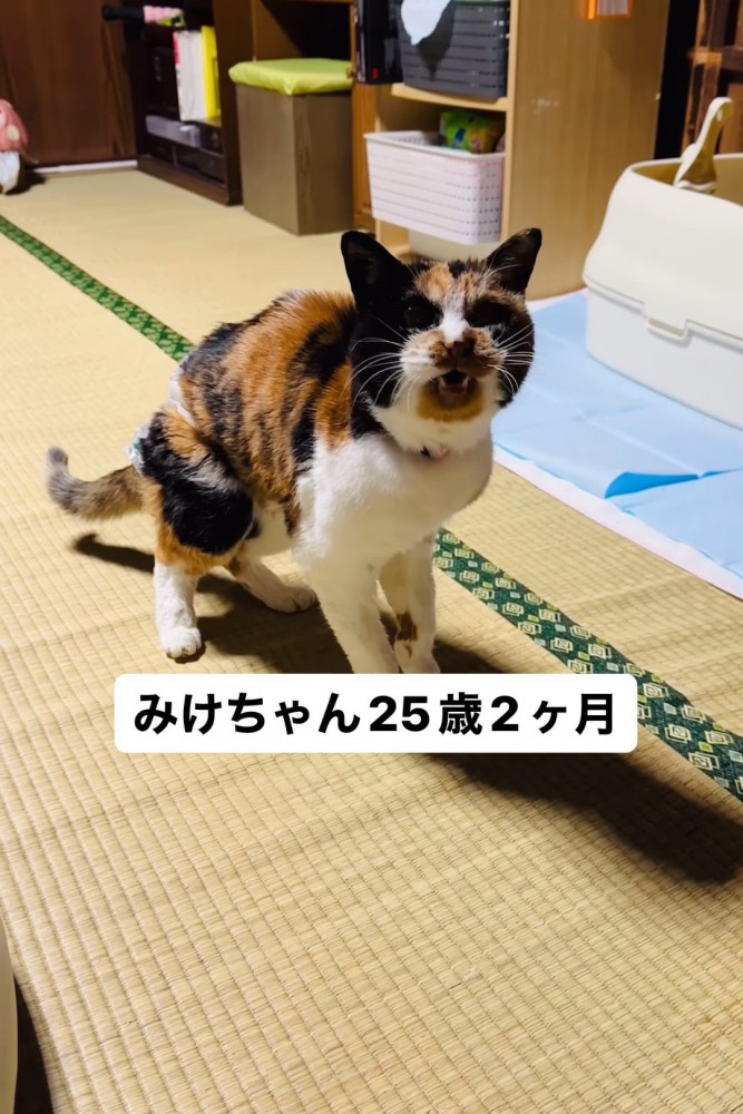 鳴く猫