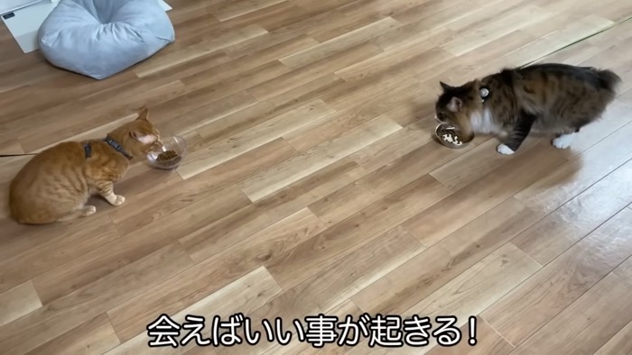 ごはんを食べる2匹の猫