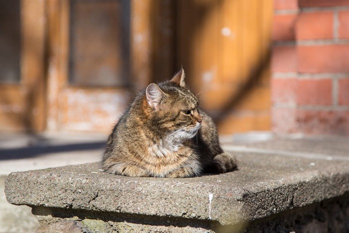 横を向く猫