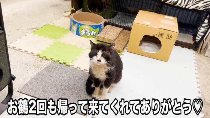 家の前に現れたボロボロの野良猫