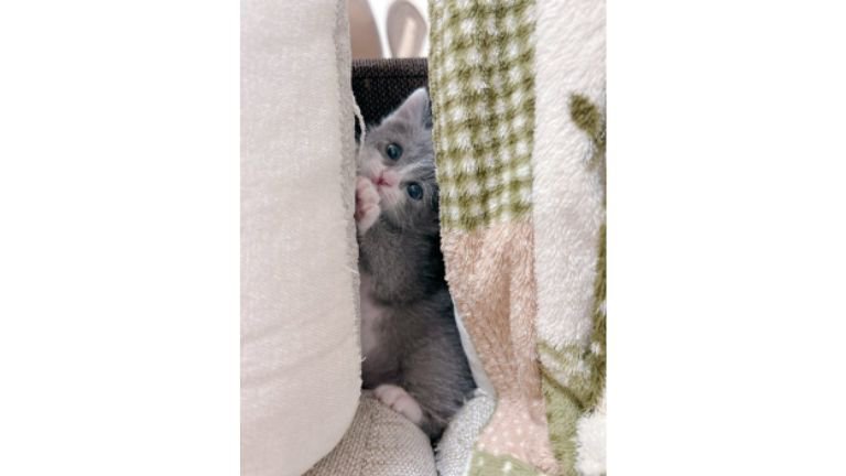 室内にいる猫