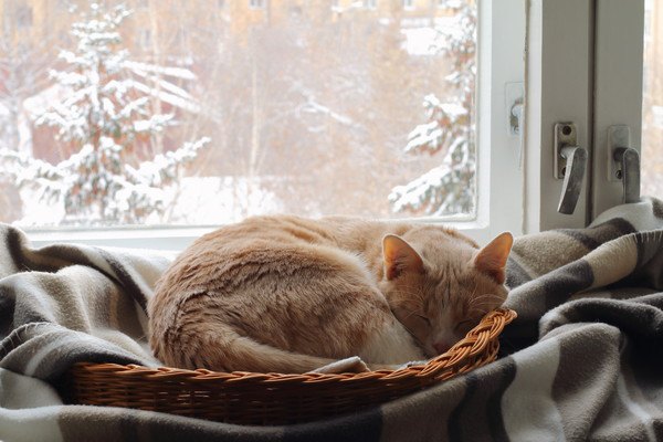 毛布にくるまって眠る猫